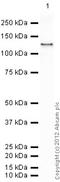 Phosphodiesterase 5A antibody, ab64179, Abcam, Western Blot image 