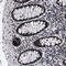 Caspase Activity And Apoptosis Inhibitor 1 antibody, PA5-54198, Invitrogen Antibodies, Immunohistochemistry paraffin image 