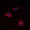 Neuropeptide Y Receptor Y2 antibody, LS-C352597, Lifespan Biosciences, Immunofluorescence image 