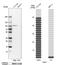 Prolyl 3-Hydroxylase 1 antibody, HPA012113, Atlas Antibodies, Western Blot image 