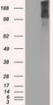 Lysine Demethylase 4C antibody, LS-C784387, Lifespan Biosciences, Western Blot image 