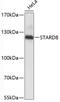 StAR Related Lipid Transfer Domain Containing 8 antibody, 19-346, ProSci, Western Blot image 