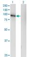 Leucine Rich Repeat Containing 4C antibody, H00057689-M05, Novus Biologicals, Western Blot image 