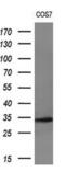 Leucine Rich Repeat Containing 25 antibody, MA5-26004, Invitrogen Antibodies, Western Blot image 