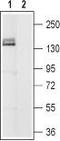Hyperpolarization Activated Cyclic Nucleotide Gated Potassium Channel 4 antibody, TA328951, Origene, Western Blot image 