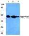 SERPINB7 antibody, PA5-75531, Invitrogen Antibodies, Western Blot image 