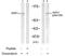 SRBP1 antibody, GTX79152, GeneTex, Western Blot image 