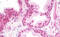 Tripartite Motif Containing 33 antibody, MBS248171, MyBioSource, Immunohistochemistry frozen image 