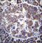 Transducin Beta Like 2 antibody, LS-C161746, Lifespan Biosciences, Immunohistochemistry paraffin image 