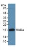 Angiogenin antibody, LS-C292363, Lifespan Biosciences, Western Blot image 