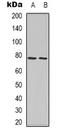 Sialic Acid Binding Ig Like Lectin 1 antibody, orb385451, Biorbyt, Western Blot image 