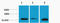 Histone H3 antibody, STJ97194, St John