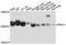Ribonuclease/Angiogenin Inhibitor 1 antibody, STJ25374, St John