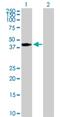 Peroxisomal Biogenesis Factor 3 antibody, H00008504-B01P, Novus Biologicals, Western Blot image 