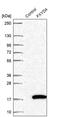 FXYD Domain Containing Ion Transport Regulator 4 antibody, PA5-63570, Invitrogen Antibodies, Western Blot image 