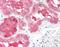 Succinate Dehydrogenase Complex Subunit D antibody, orb137322, Biorbyt, Immunohistochemistry paraffin image 