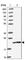 Ubiquitin Conjugating Enzyme E2 G1 antibody, HPA050551, Atlas Antibodies, Western Blot image 