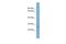 WW Domain Binding Protein 2 antibody, A10191, Boster Biological Technology, Western Blot image 