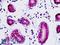 COP9 Signalosome Subunit 3 antibody, LS-B9246, Lifespan Biosciences, Immunohistochemistry paraffin image 