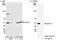 Eukaryotic Translation Elongation Factor 1 Gamma antibody, A300-735A, Bethyl Labs, Western Blot image 
