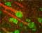 G Protein-Coupled Receptor Kinase 2 antibody, NB300-156, Novus Biologicals, Immunofluorescence image 