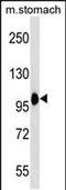 Coatomer Protein Complex Subunit Beta 1 antibody, PA5-49113, Invitrogen Antibodies, Western Blot image 