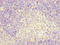 Transcription Factor CP2 antibody, LS-C676587, Lifespan Biosciences, Immunohistochemistry paraffin image 