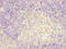 TFCP2 antibody, LS-C676587, Lifespan Biosciences, Immunohistochemistry paraffin image 