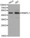 RNA methyltransferase-like protein 1 antibody, abx003648, Abbexa, Western Blot image 