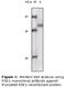 Ribosomal Protein S6 Kinase A1 antibody, 32-212, ProSci, Enzyme Linked Immunosorbent Assay image 