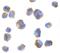 Eotaxin-1 antibody, LS-C259, Lifespan Biosciences, Immunocytochemistry image 