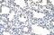 Cold Shock Domain Containing C2 antibody, GTX47321, GeneTex, Immunohistochemistry paraffin image 