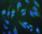 Prohibitin antibody, PA1932, Boster Biological Technology, Immunofluorescence image 