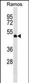 Tubulin Tyrosine Ligase antibody, PA5-48779, Invitrogen Antibodies, Western Blot image 