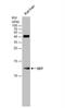D-Dopachrome Tautomerase antibody, NBP1-33461, Novus Biologicals, Western Blot image 