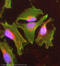 Talin 1 antibody, ab71333, Abcam, Immunofluorescence image 