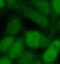 MAK16 Homolog antibody, FNab04957, FineTest, Immunofluorescence image 