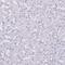 Aquaporin 4 antibody, MA5-24587, Invitrogen Antibodies, Immunohistochemistry paraffin image 