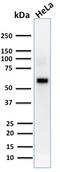 Akt antibody, AE00130, Aeonian Biotech, Western Blot image 
