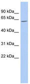 TUB Like Protein 2 antibody, TA334013, Origene, Western Blot image 