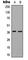 G Protein Subunit Alpha L antibody, abx133018, Abbexa, Western Blot image 