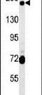 GRIP And Coiled-Coil Domain Containing 2 antibody, PA5-23706, Invitrogen Antibodies, Western Blot image 