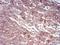 Transthyretin antibody, NBP2-52575, Novus Biologicals, Immunohistochemistry paraffin image 