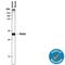 Alpha-L-Fucosidase 1 antibody, MAB7039, R&D Systems, Western Blot image 