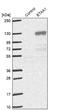 ETAA1 Activator Of ATR Kinase antibody, NBP1-90473, Novus Biologicals, Western Blot image 