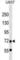 Cyclin D Binding Myb Like Transcription Factor 1 antibody, abx029695, Abbexa, Western Blot image 