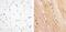 Insulin Receptor antibody, 710101, Invitrogen Antibodies, Immunohistochemistry paraffin image 