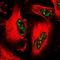 Cyclin J Like antibody, NBP2-14461, Novus Biologicals, Immunofluorescence image 