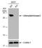 Adenylate Kinase 2 antibody, NBP1-33160, Novus Biologicals, Western Blot image 