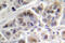 p53 antibody, LS-C177389, Lifespan Biosciences, Immunohistochemistry frozen image 